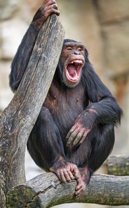 Превью обои шимпанзе, обезьяна, животное, ветка, природа