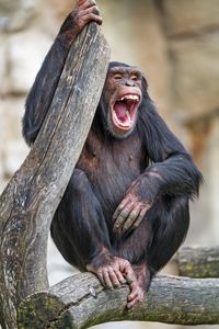 Превью обои шимпанзе, обезьяна, животное, ветка, природа