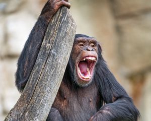 Превью обои шимпанзе, обезьяна, животное, ветка, природа