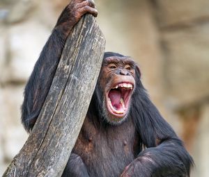 Превью обои шимпанзе, обезьяна, животное, ветка, природа