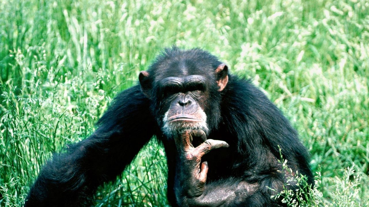 Обои шимпанзе, размышление, трава, сидеть