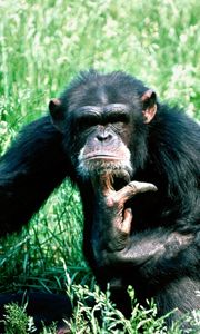 Превью обои шимпанзе, размышление, трава, сидеть