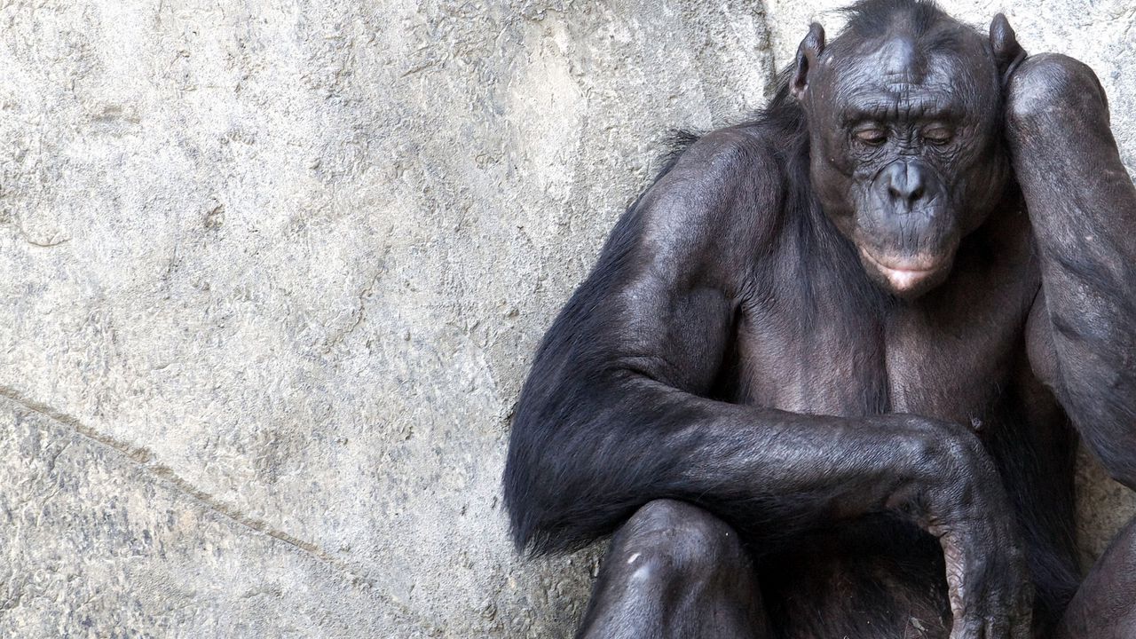 Обои шимпанзе, стена, сидеть, обезьяна, раздумья