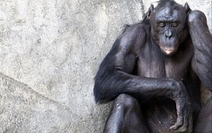 Превью обои шимпанзе, стена, сидеть, обезьяна, раздумья