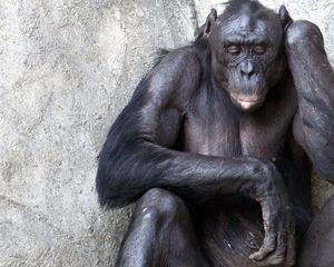 Превью обои шимпанзе, стена, сидеть, обезьяна, раздумья
