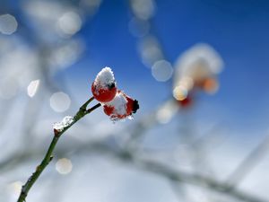 Превью обои шиповник, ягода, ветка, снег