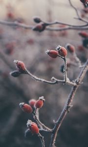 Превью обои шиповник, ягоды, иней, макро, растение