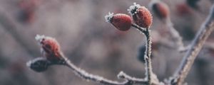 Превью обои шиповник, ягоды, иней, макро, растение