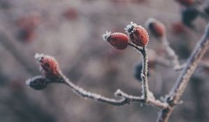 Превью обои шиповник, ягоды, иней, макро, растение