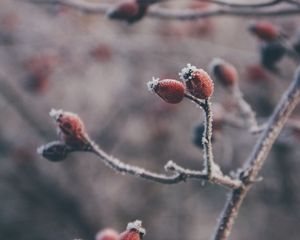 Превью обои шиповник, ягоды, иней, макро, растение