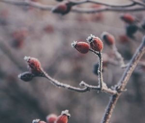 Превью обои шиповник, ягоды, иней, макро, растение