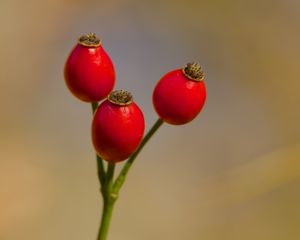 Превью обои шиповник, ягоды, красный, макро