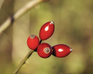Превью обои шиповник, ягоды, красный, блики
