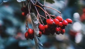 Превью обои шиповник, ягоды, красный, ветка, растение