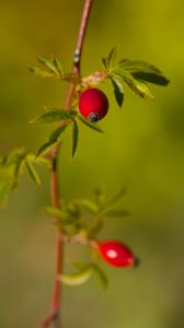 Превью обои шиповник, ягоды, листья, ветки, макро