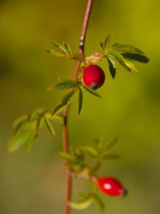 Превью обои шиповник, ягоды, листья, ветки, макро