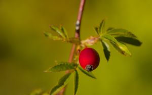 Превью обои шиповник, ягоды, листья, ветки, макро