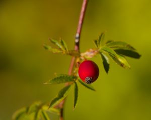 Превью обои шиповник, ягоды, листья, ветки, макро
