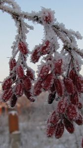 Превью обои шиповник, ягоды, ветка, иней, мороз, зима