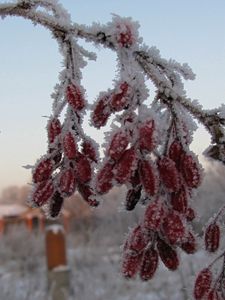 Превью обои шиповник, ягоды, ветка, иней, мороз, зима