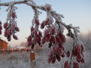 Превью обои шиповник, ягоды, ветка, иней, мороз, зима