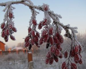 Превью обои шиповник, ягоды, ветка, иней, мороз, зима