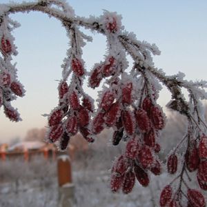 Превью обои шиповник, ягоды, ветка, иней, мороз, зима