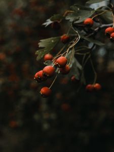 Превью обои шиповник, куст, растение