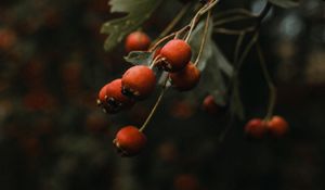 Превью обои шиповник, куст, растение