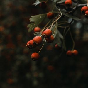 Превью обои шиповник, куст, растение