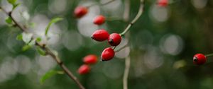 Превью обои шиповник, куст, растение, ягода