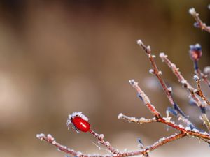 Превью обои шиповник, куст, ветка, зима, лед