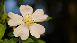 Превью обои шиповник, листья, цветок, лепестки, макро, белый