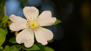 Превью обои шиповник, листья, цветок, лепестки, макро, белый