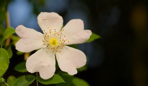 Превью обои шиповник, листья, цветок, лепестки, макро, белый