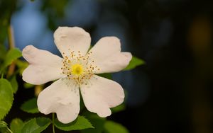 Превью обои шиповник, листья, цветок, лепестки, макро, белый