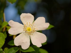 Превью обои шиповник, листья, цветок, лепестки, макро, белый