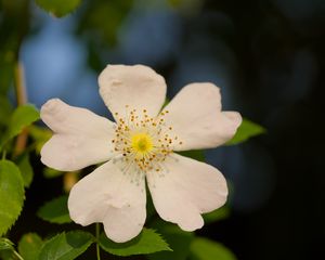 Превью обои шиповник, листья, цветок, лепестки, макро, белый