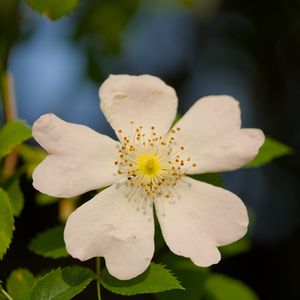 Превью обои шиповник, листья, цветок, лепестки, макро, белый