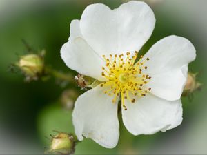 Превью обои шиповник, цветок, лепестки, макро