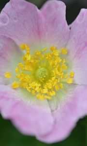 Превью обои шиповник, цветок, лепестки, листья, макро, розовый