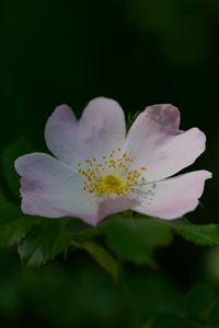 Превью обои шиповник, цветок, лепестки, тычинки, листья, макро, растение