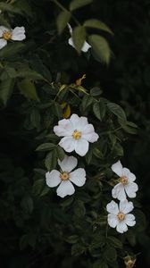 Превью обои шиповник, цветы, цветение, куст