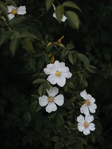 Превью обои шиповник, цветы, цветение, куст