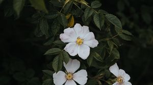 Превью обои шиповник, цветы, цветение, куст