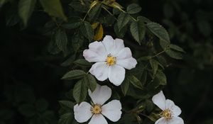 Превью обои шиповник, цветы, цветение, куст
