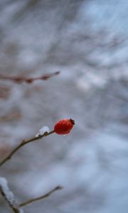 Превью обои шиповник, ветка, ягода, капля, снег, зима, блюр