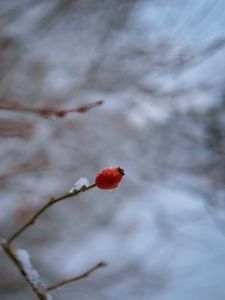 Превью обои шиповник, ветка, ягода, капля, снег, зима, блюр