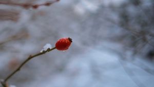 Превью обои шиповник, ветка, ягода, капля, снег, зима, блюр