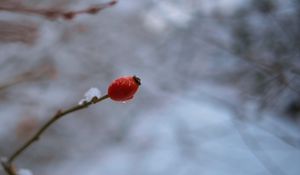 Превью обои шиповник, ветка, ягода, капля, снег, зима, блюр